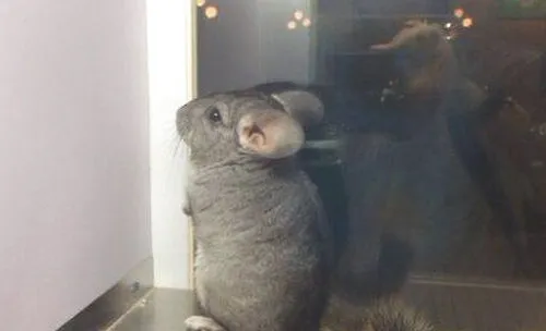 龙猫不愿回笼怎么办
