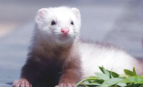 宠物貂的生活习性你知道吗？