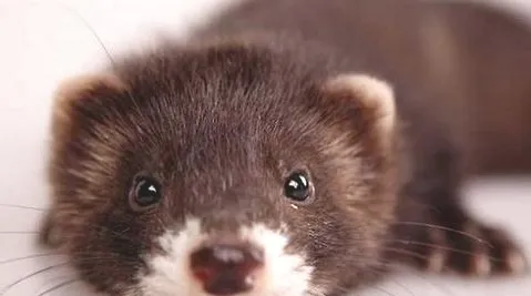 除了猫狗还有什么宠物