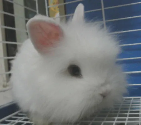 宠物兔的饲养与疾病预防