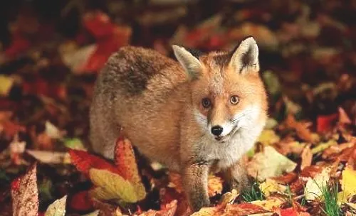 宠物狐狸有哪几种？常见的宠物狐狸介绍