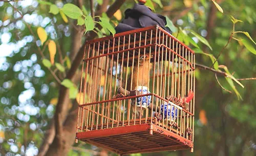 宠物鸟换毛期的几点注意事项