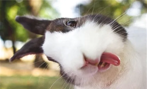 宠物兔果蔬喂养的注意事项