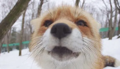 宠物狐狸饲养注意事项 宠物狐狸好养吗