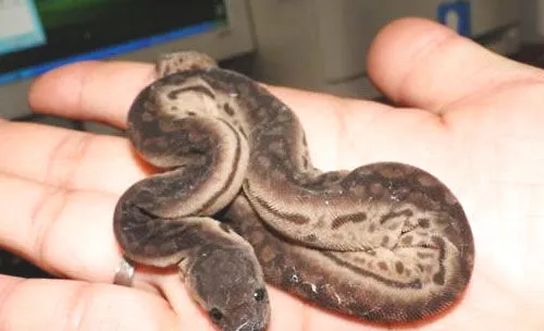 宠物蛇饲养要注意什么？