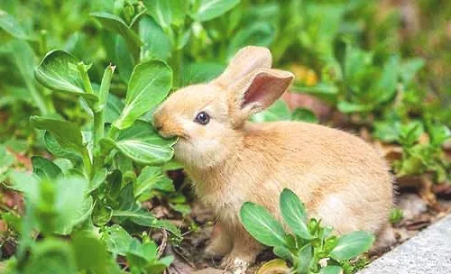 最受欢迎的宠物兔品种都有哪些？