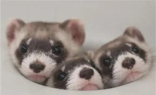 新手饲养宠物貂的六大问题