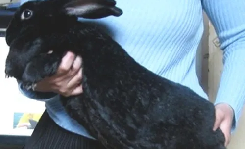 如何与宠物兔相处