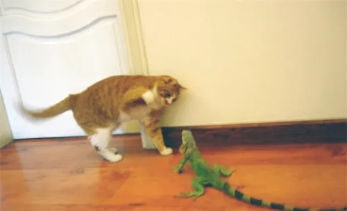 宠物蜥蜴也会咬人吗？