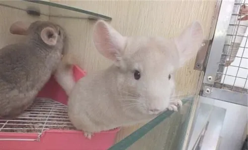 龙猫生病最忌讳的几种行为