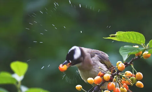 哪些果蔬及种子不要给鸟儿喂食