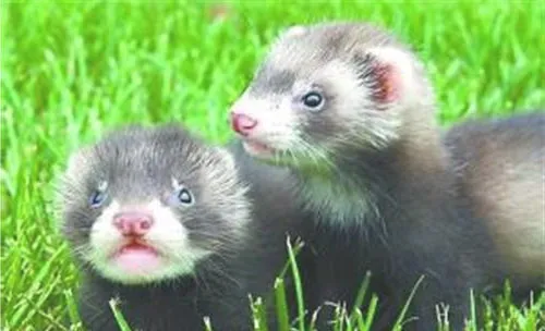 新手饲养宠物貂的六大问题