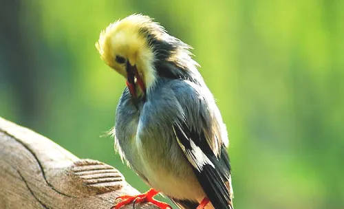 宠物鸟偏食如何处理