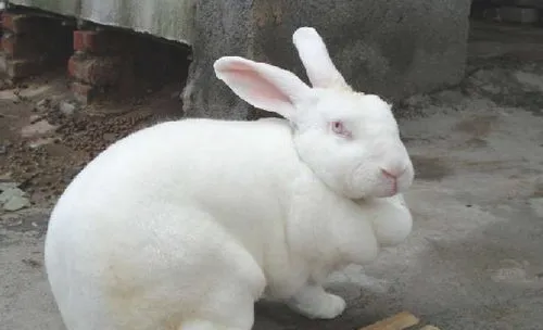 如何提高肉兔生长速度