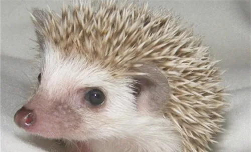 宠物刺猬的习性简介