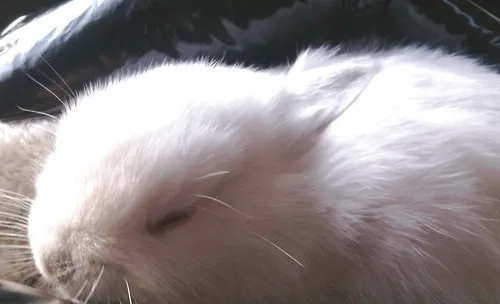 兔子睡姿与性格有哪些关系
