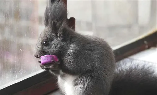 宠物松鼠的环境布置及喂食要点