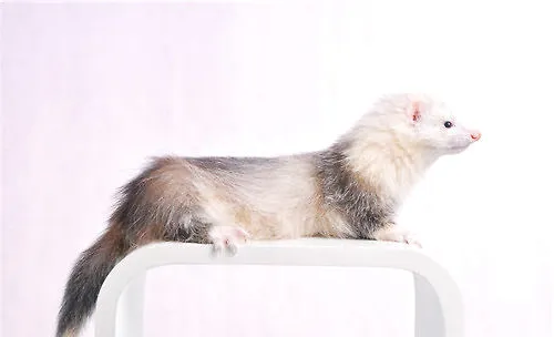 给宠物貂喂食的一些建议