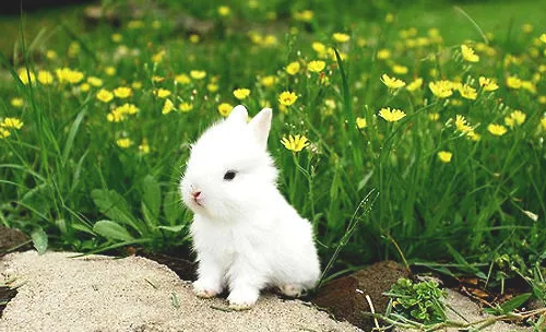 如何与宠物兔相处