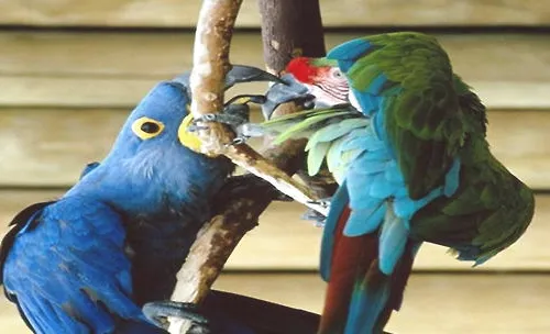 宠物鸟发情有何症状怎么处理