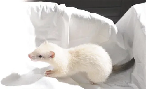 给宠物貂喂食的一些建议