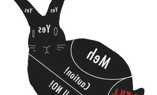 如何与宠物兔相处