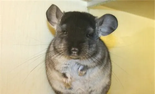 您适合养龙猫吗