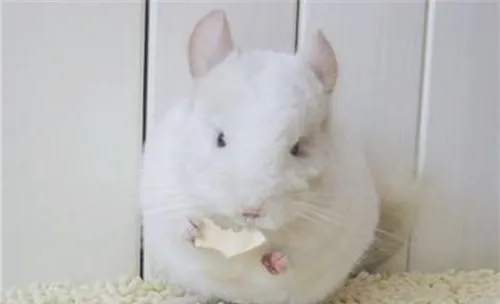 粉白龙猫的品种简介