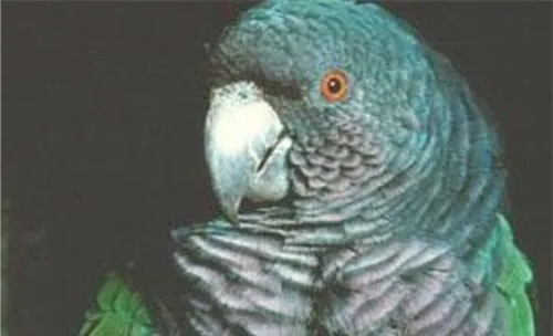 帝王亚马逊鹦鹉的外形特点