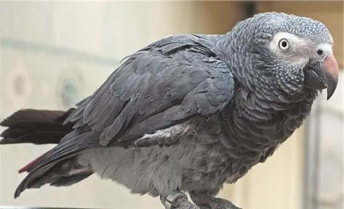 非洲灰鹦鹉的外形特点