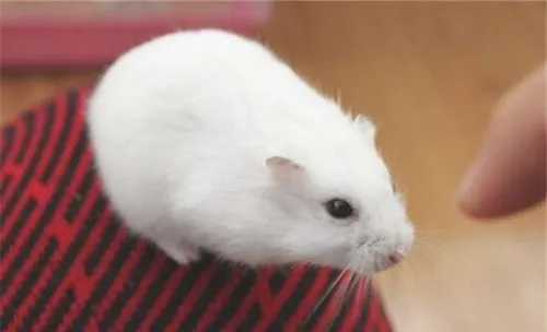 仓鼠一年四季的饮食须知