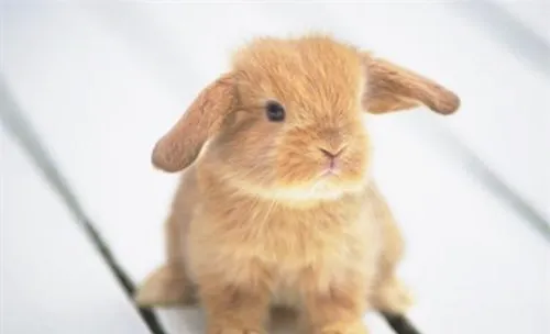 喂食兔兔蔬菜的注意事项