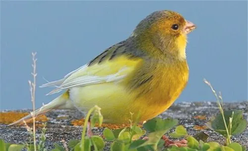 正确的饲养芙蓉鸟方法