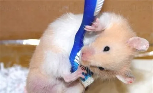 被宠物鼠咬伤后的应对措施