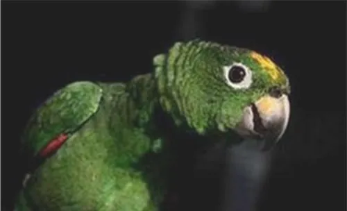 帝王亚马逊鹦鹉的品种简介