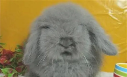 解密最适合宠物兔生活的环境温度