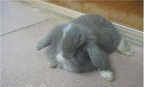 挑选宠物兔的十个要点