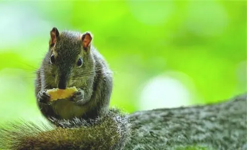黄山松鼠的喂食要点