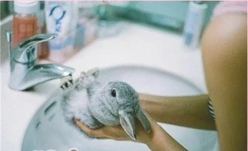 帮宠物兔洗澡的方法过程