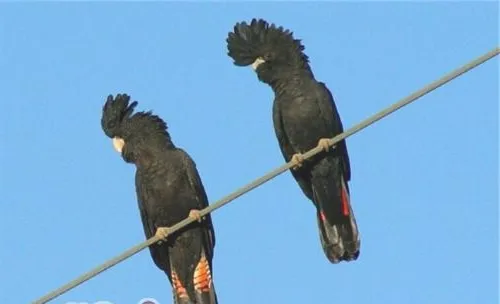 红尾黑凤头鹦鹉的饲养知识