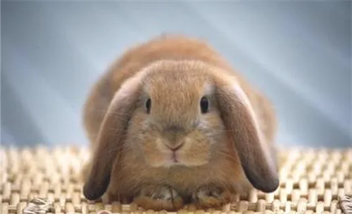 购买宠物兔之后要注意哪些问题？