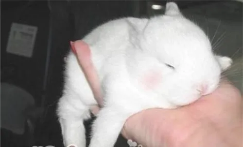 你不得不了解的宠物兔睡觉习惯