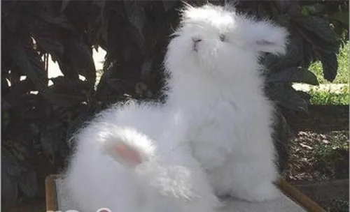 宠物兔食欲下降怎么办？