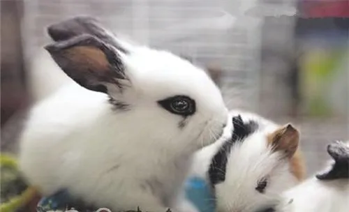如何让两只宠物兔和平共处