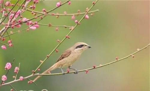 红尾伯劳的品种简介