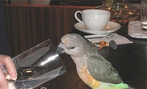 红腹鹦鹉的生活环境