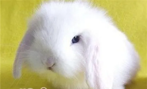 长毛宠物兔如何度过夏天？