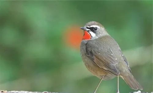 红靛颏儿的生活环境