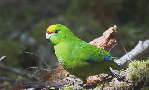 黄额鹦鹉的饲养知识