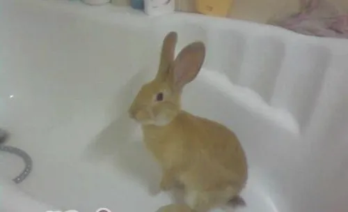 给宠物兔洗澡的要点